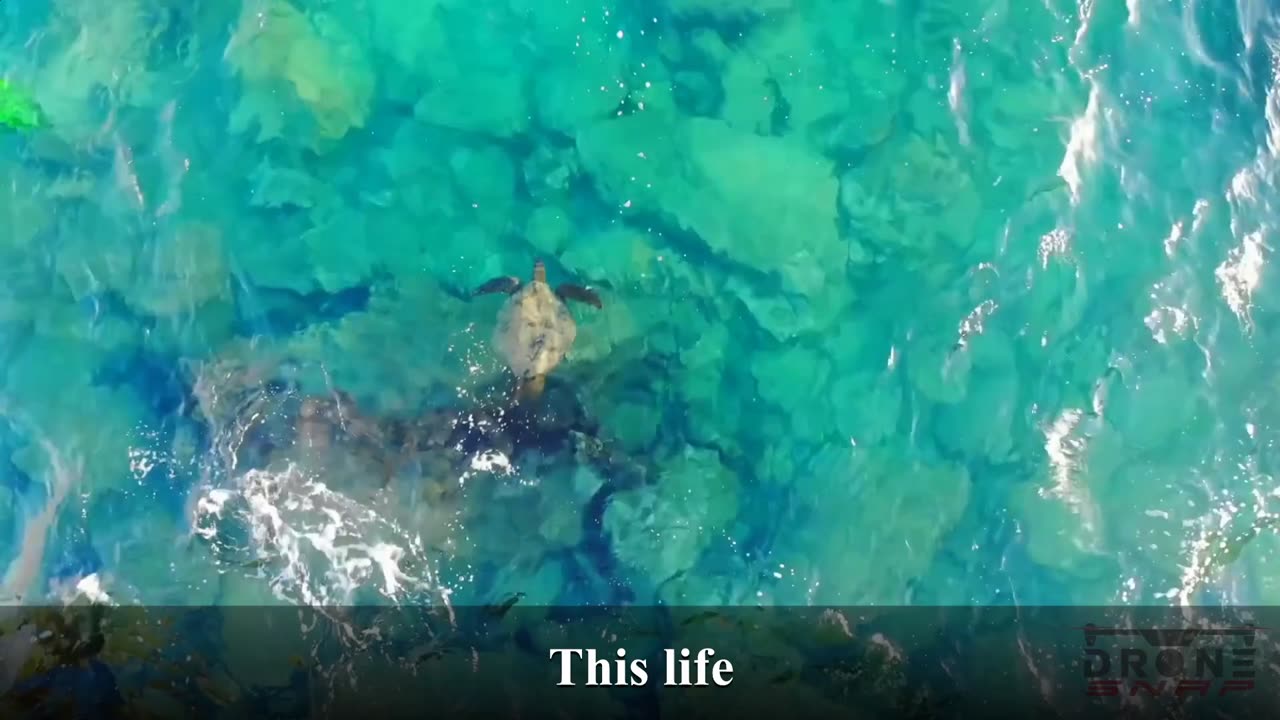 InVisible - This Life
