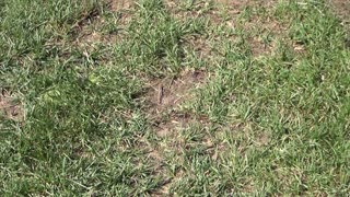 Whitetail Deer Hunting Videos - Hunting Pressure Strategy