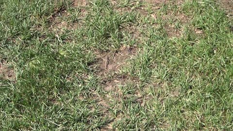 Whitetail Deer Hunting Videos - Hunting Pressure Strategy