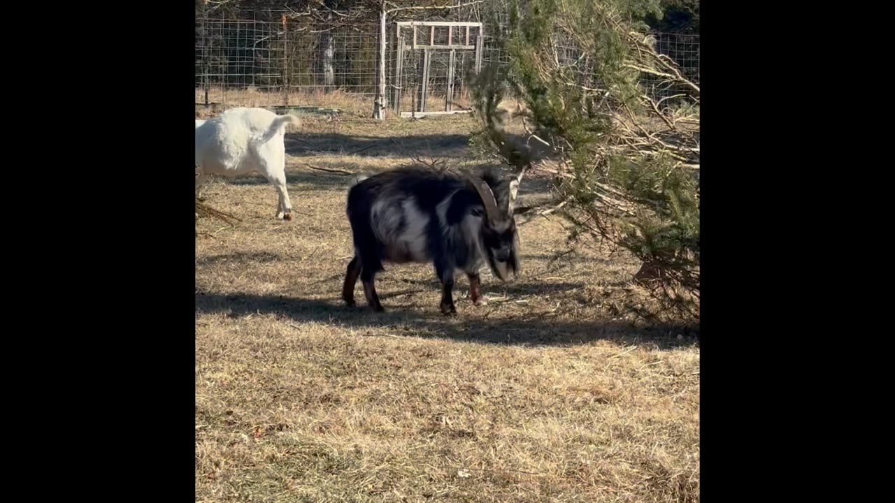 Cute Goats Playing with Christmas Trees