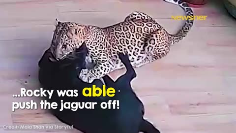 Brave Dog Fights Off Hungry Jaguar! 🐕💪🐆😱