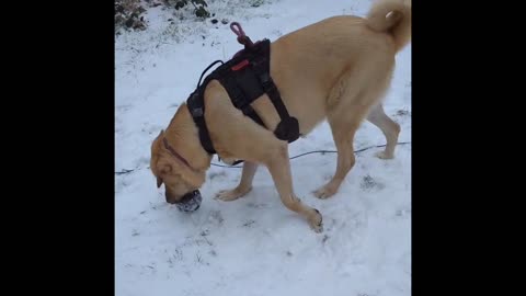 Savannah in the snow