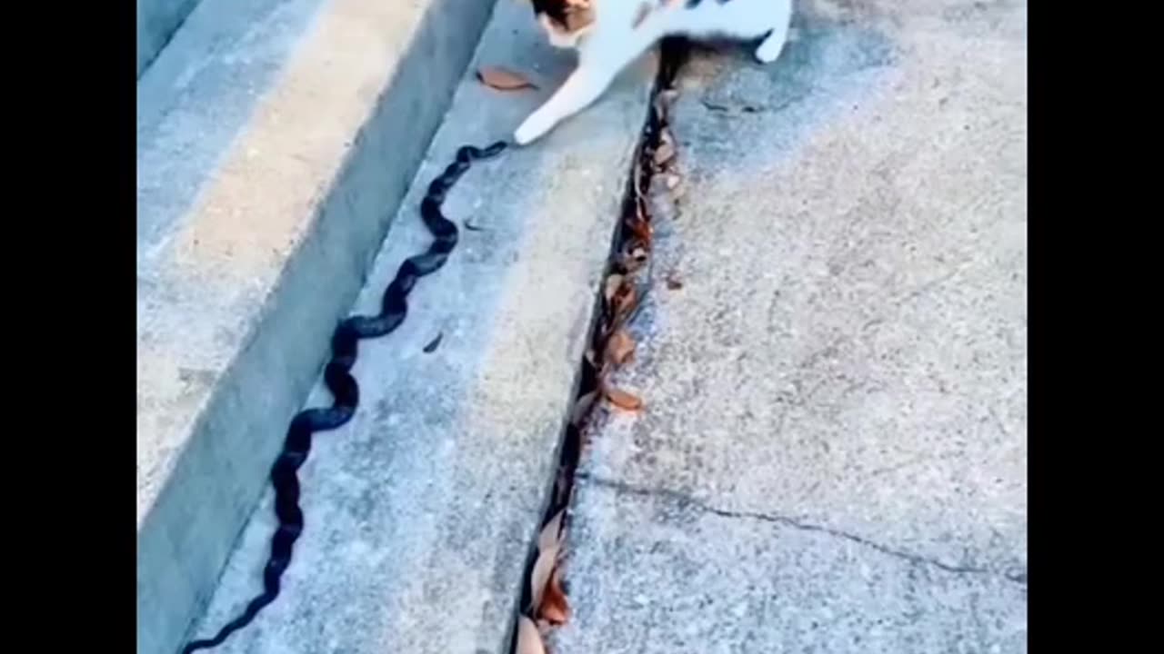 Funny animal