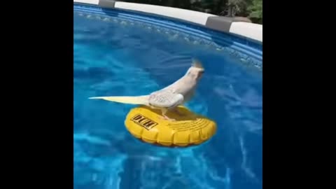 Parrot fluting water fun moments video