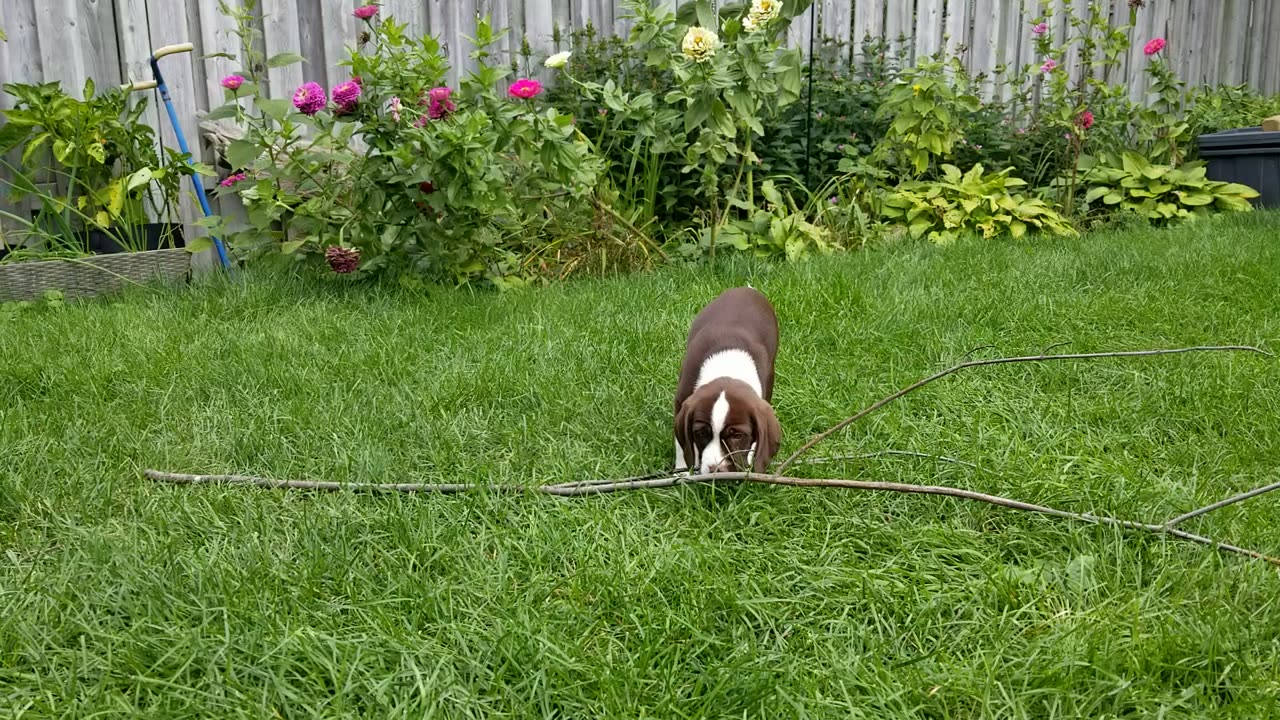 TUBBY PUPPY