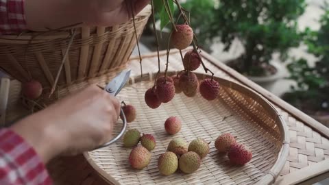 One Fruit for A Table」 - Lychees grown alongside the banks of Salween River