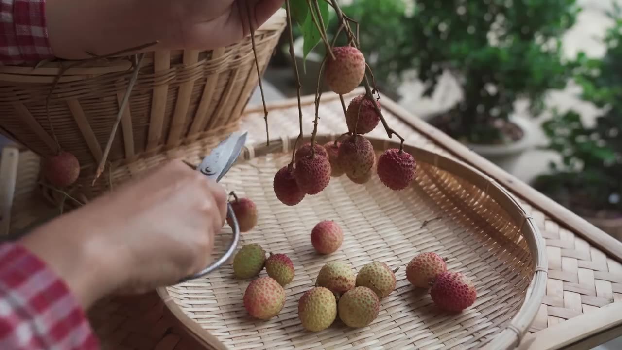 One Fruit for A Table」 - Lychees grown alongside the banks of Salween River