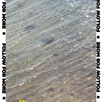 OUR FIRST LIVE HORSESHOE CRAB!