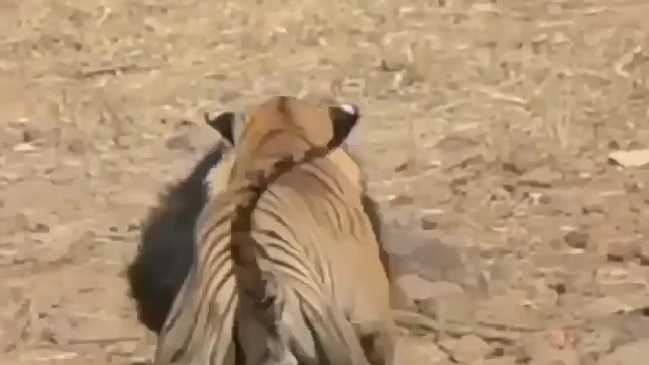 Tiger Vs Bear