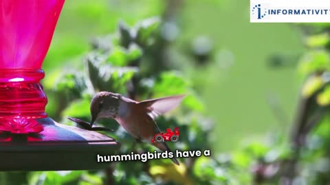 Amazing Facts About the Humming Bird