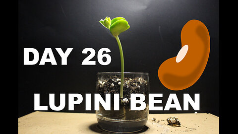 Lupini Bean 46 DAY Time Lapse