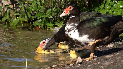 Muscovy Ducks at the Pond