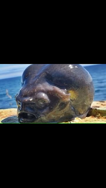 Deep Sea Fisherman Captures Terrifying 'Alien' In Pacific Ocean Off Russian Coast