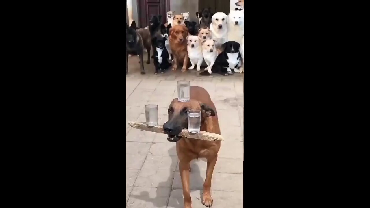 doglover