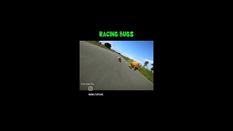 RACING BUGS