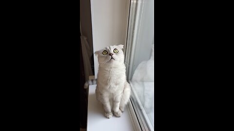 cat animals funny videos 🐈