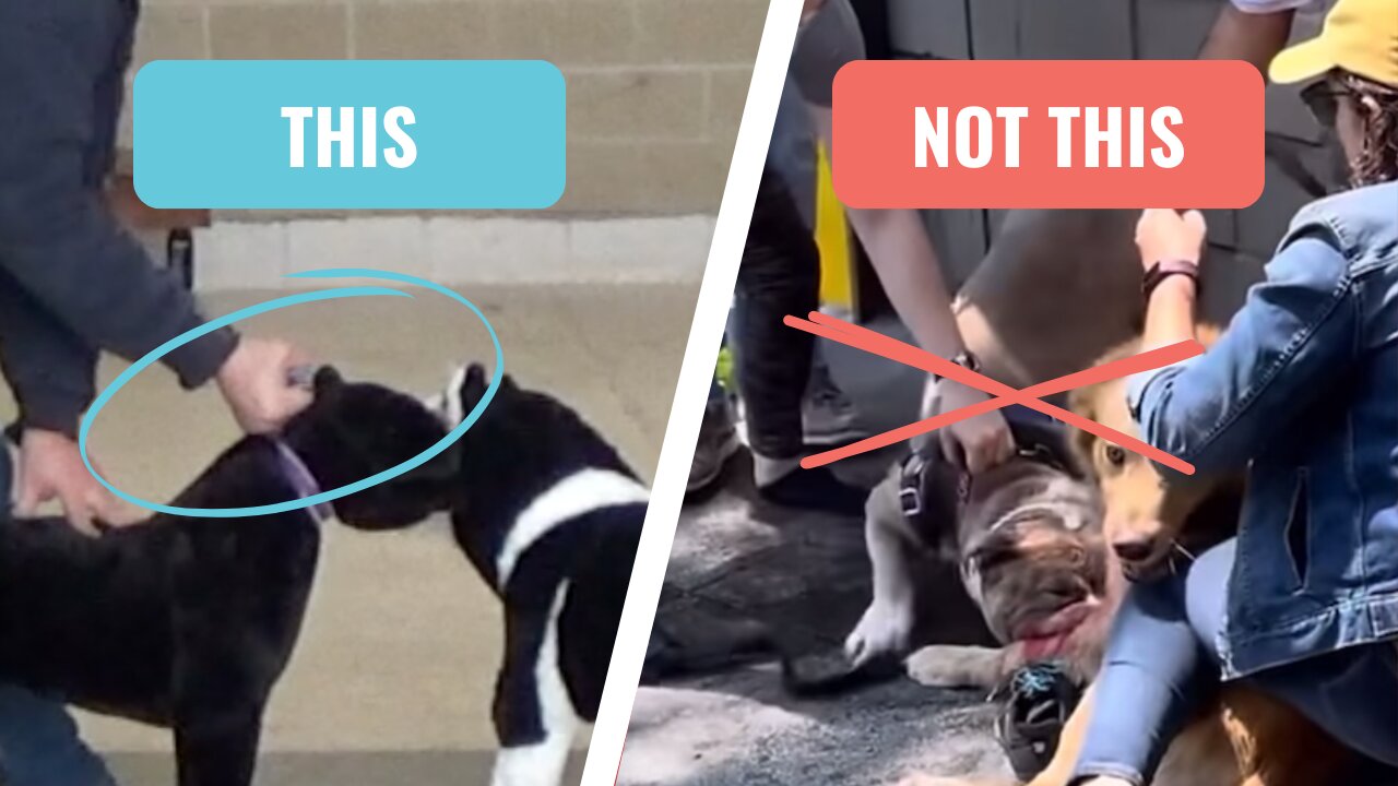 Stopping A Dog Attack: Using A Collar To Choke A Dog Out Of A Bite, WARNING: GRAPHIC FOOTAGE