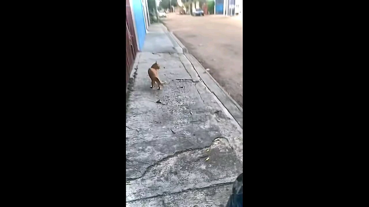 Funny Cat Compilation