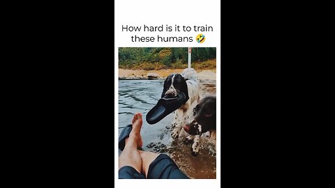 Dogs: How hard is it to train these humans