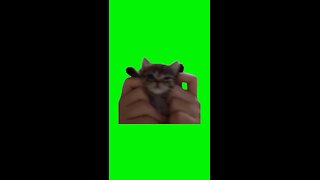 Kitten Dancing | Green Screen