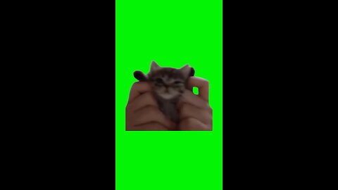 Kitten Dancing | Green Screen