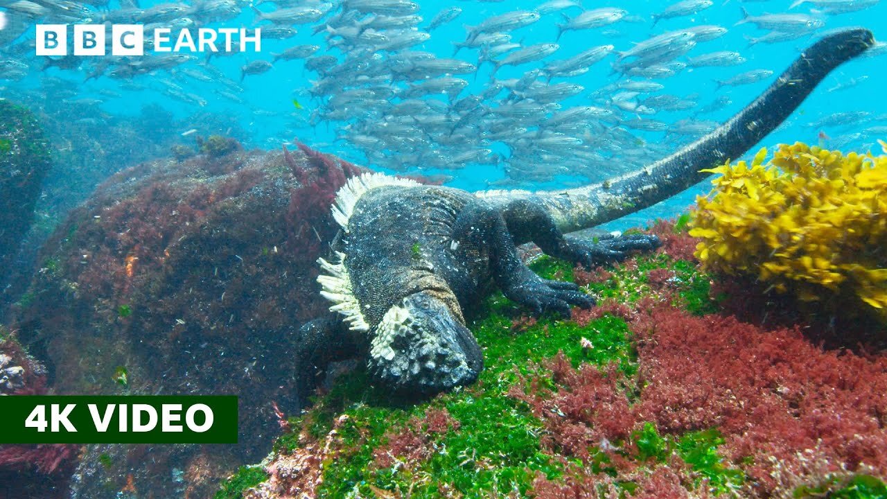 Rare Look at How Marine Iguanas Feed Underwater