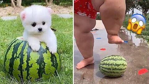 Cute Pomeranian Puppies Doing Funny Things | Cute and Funny Dogs - Mini Pom mini pompomeranianfunny