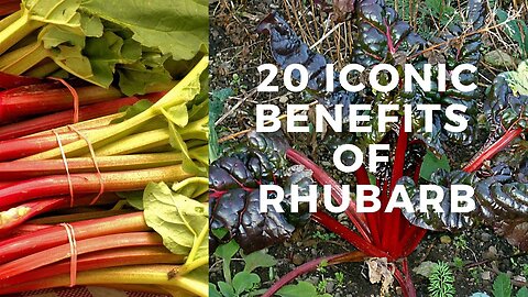 Why Rhubarb Should Be Your Next Superfood? #FoodieLove