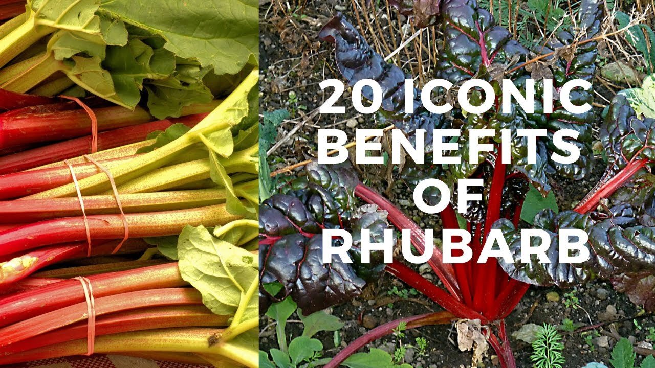 Why Rhubarb Should Be Your Next Superfood? #FoodieLove