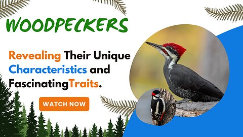 Woodpeckers, Revealing Their Unique Characteristics and Fascinating Traits.