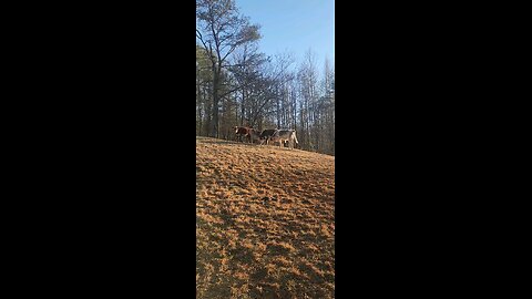 Shorthorn Plus heifers.
