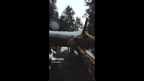 Very satisfying #Subscribe #Alaska #Outdoors #Rainforest #djiosmoaction4 #Hiking #Camping #fyp