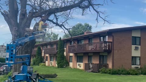 Tree Branch Hits Arbor Lift