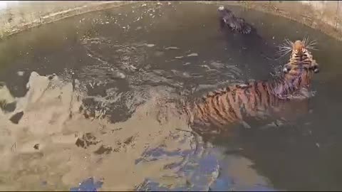 Tiger and Pig felt in well 😱 Fallow for full video