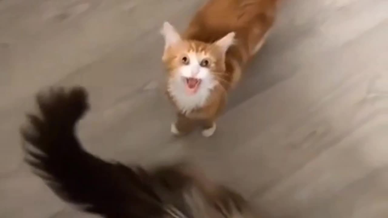 Funny cat and dogs