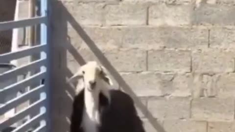 You not Goat