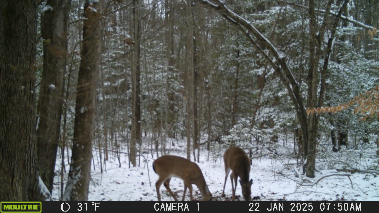 Deer