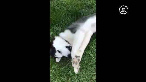 funny animal videos