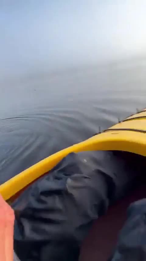 Rescued otter’s bond with its rescuer