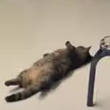 Funny Cats And Dogs Videos