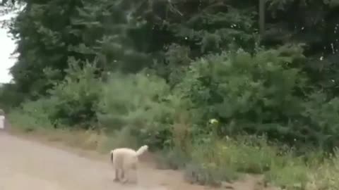 Brave puppy destroys tornado and saves the planet!