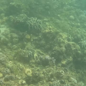 Beauty Beneath the Waves: A Snorkeling Day to Enjoy