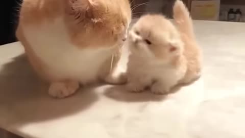 Adorable Cats 😻🫶💝