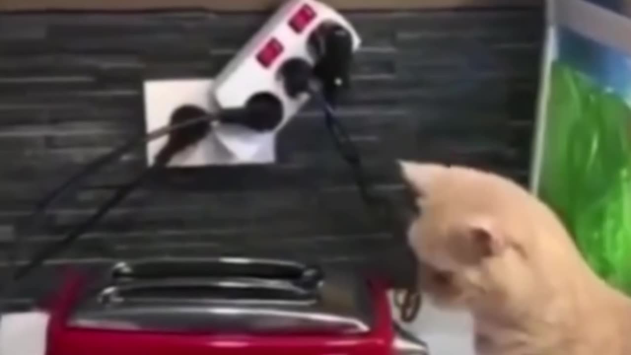 Funny cat