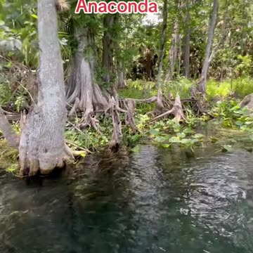 I think that wast the #Longest #Anaconda ever seen in a #Florida #Springs #watersnake