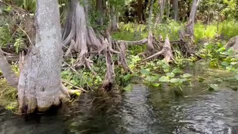 I think that wast the #Longest #Anaconda ever seen in a #Florida #Springs #watersnake