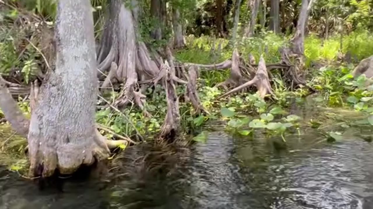 I think that wast the #Longest #Anaconda ever seen in a #Florida #Springs #watersnake