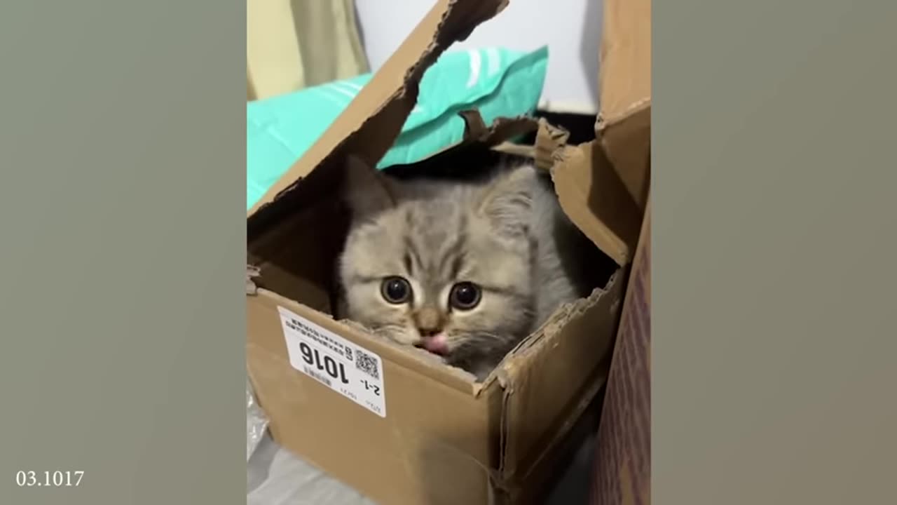 Cats Use 100% Cuteness Funny Cats Videos