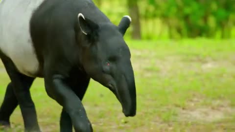 Okapi, Platypus & Tapir, the strangest animals