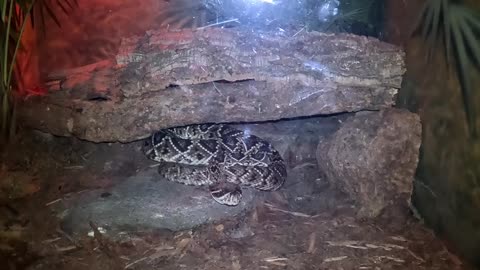 Eastern Diamondback Rattlesnake at the San Diego Zoo at Night